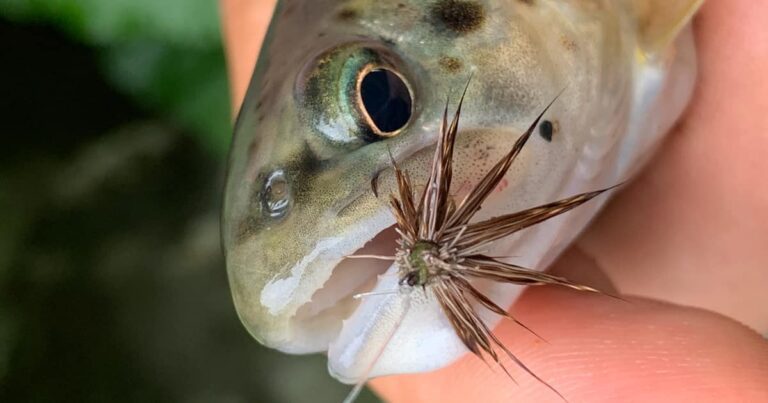 Ouverture de la pêche truite 2023